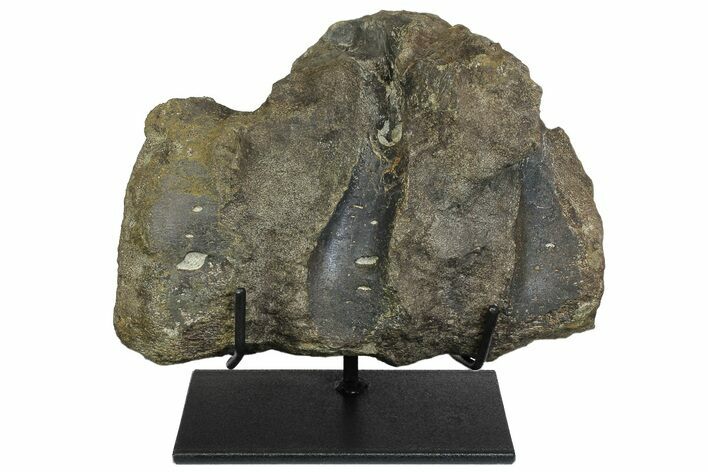 Fossil Hadrosaur (Maiasaura?) Fused Sacral Vertebrae - Montana #173490